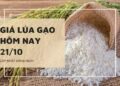 Giá lúa gạo hôm nay 21/10: OM 5451 tăng nhẹ, các mặt hàng khác tiếp tục chững giá