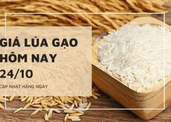 Giá lúa gạo hôm nay 24/10: Một số giống lúa tăng 200 đồng/kg đến 400 đồng/kg