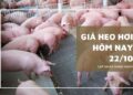 Giá heo hơi hôm nay 22/10: Chững lại ở các tỉnh thành