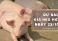 Dự báo giá heo hơi ngày 25/10: Xu hướng tăng sẽ quay trở lại ở cả ba miền?