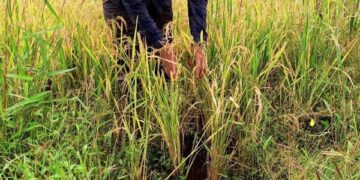 Giá gạo toàn cầu sẽ còn tăng vì Ấn Độ hạn chế xuất khẩu?